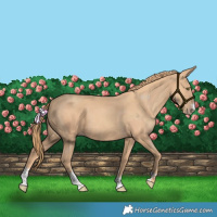 Horse Color:Gold Champagne 