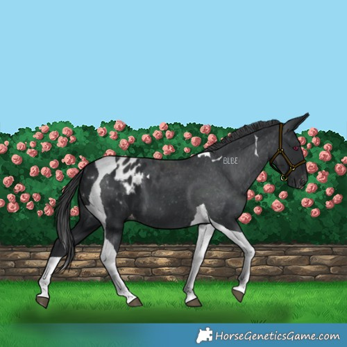 Horse Color:Black Tobiano Blanket 