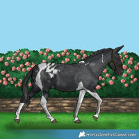 Horse Color:Black Tobiano Blanket 