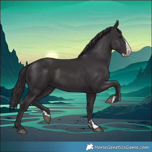 Horse Color:Smoky Black  and Smoky Black Splash 