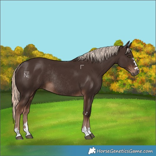 Horse Color:Liver Chestnut Mushroom Rabicano