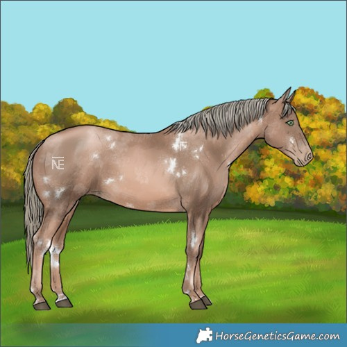 Horse Color:White Spotted Liver Chestnut Pearl Mushroom Rabicano 