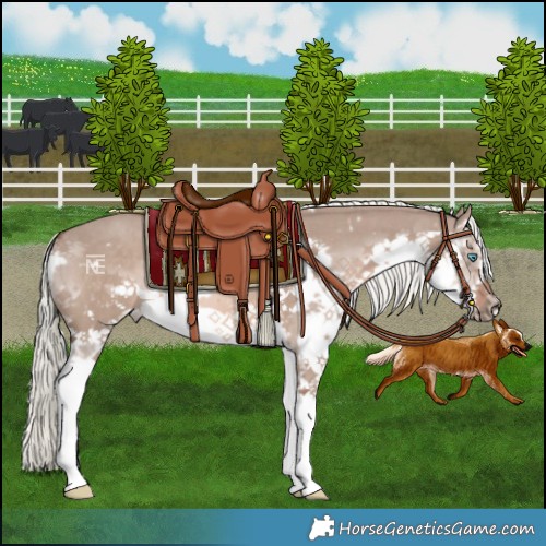 Horse Color:White Spotted Liver Red Dun Mushroom Sabino Splash Frame Rabicano 