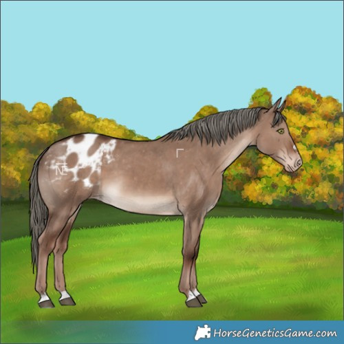 Horse Color:Liver Red Dun Mushroom Appaloosa 
