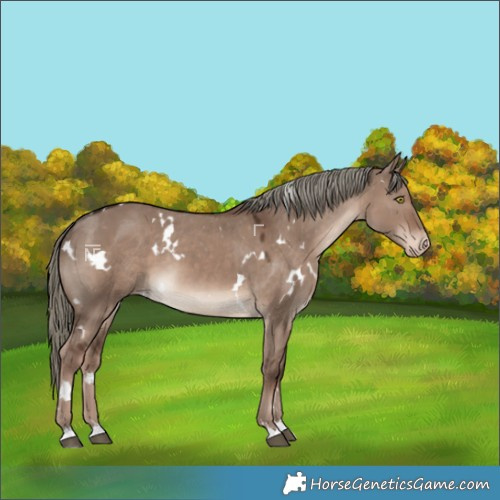 Horse Color:White Spotted Liver Red Dun Mushroom Varnish