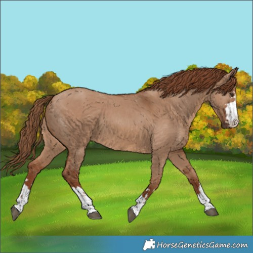 Horse Color:Red Dun 