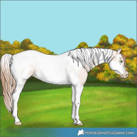 Horse Color:Gold Champagne Roan Dun Splash Tobiano Frame Varnish Rabicano