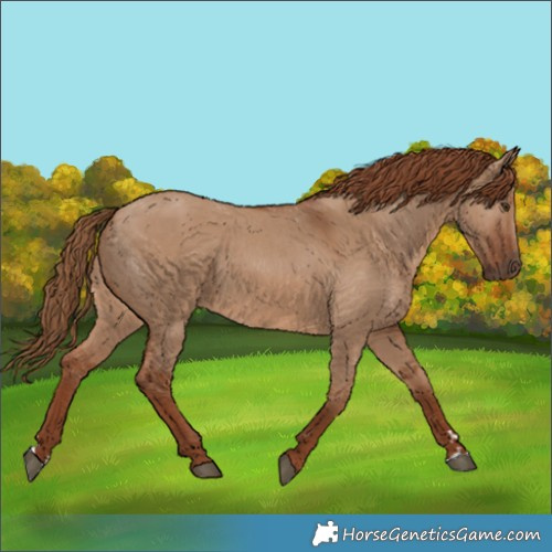 Horse Color:Red Dun
