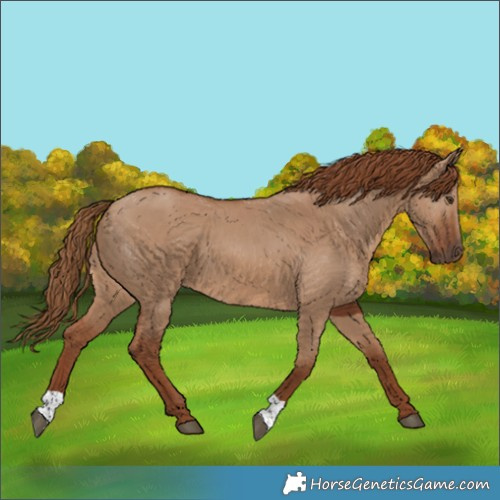 Horse Color:Red Dun 