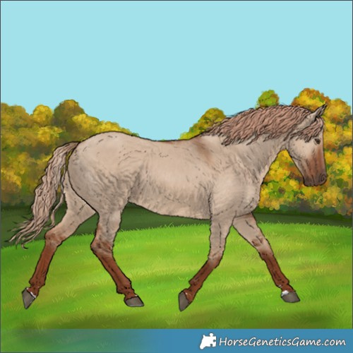 Horse Color:Red Dun