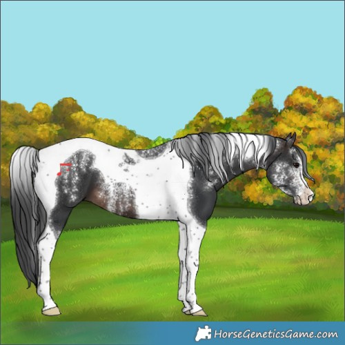 Horse Color:Powder White Brown Tobiano 