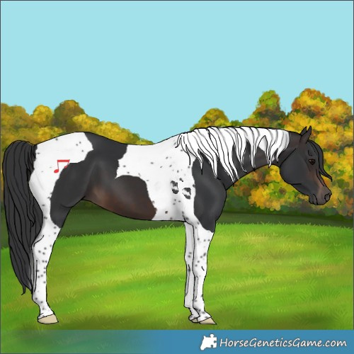 Horse Color:Brown Tobiano