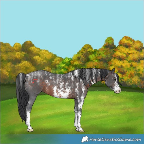 Horse Color:Powder White Brown Sabino 