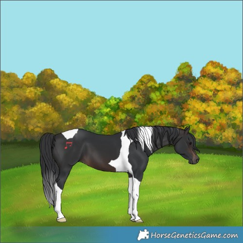 Horse Color:Brown Tobiano 