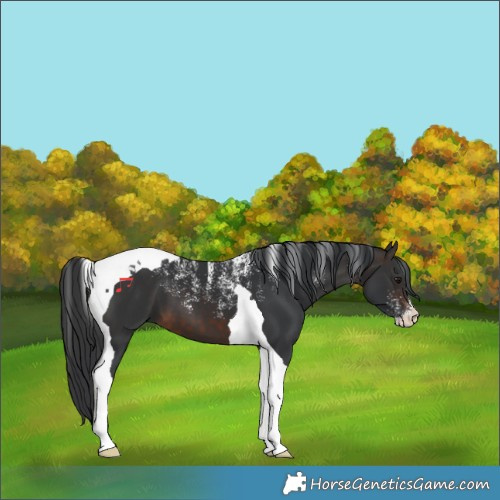 Horse Color:Powder White Brown Tobiano