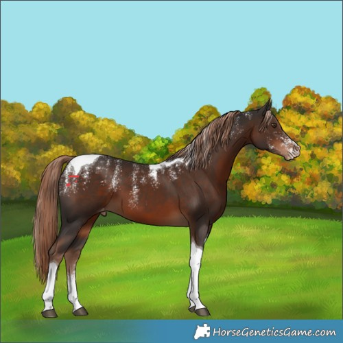 Horse Color:Powder White Liver Chestnut Tobiano Varnish 