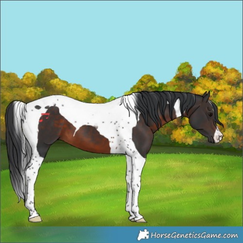 Horse Color:Brown Tobiano