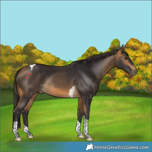 Horse Color:Buckskin Tobiano