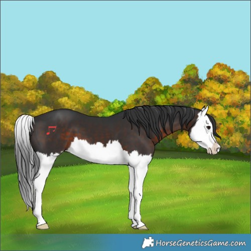 Horse Color:Brown Splash 