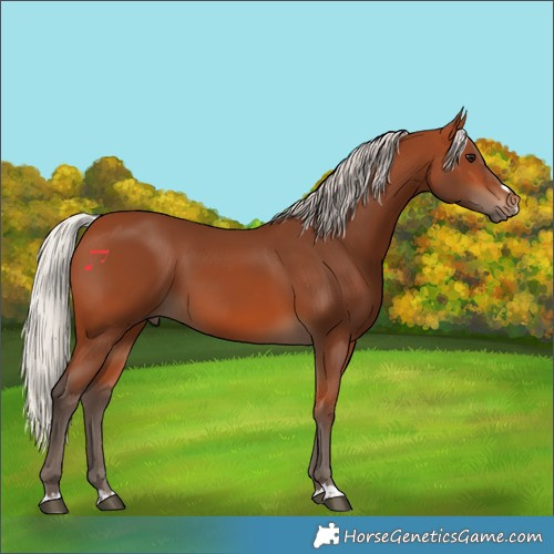 Horse Color:Silver Bay