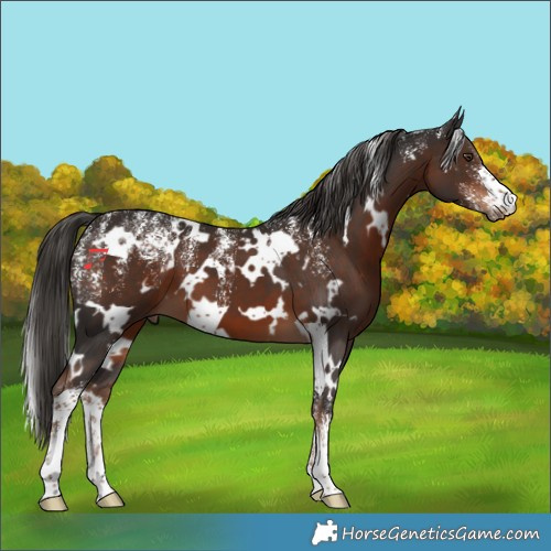 Horse Color:Powder White White Spotted Liver Chestnut