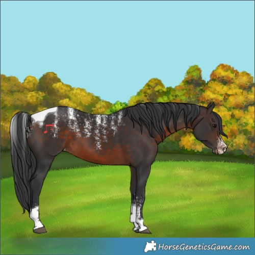 Horse Color:Powder White Brown Tobiano Varnish 