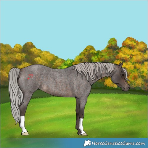 Horse Color:Silver Brown Roan 
