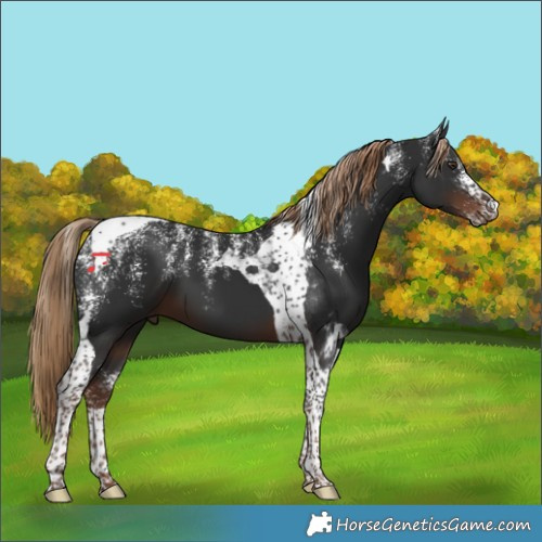Horse Color:Powder White Liver Chestnut Tobiano