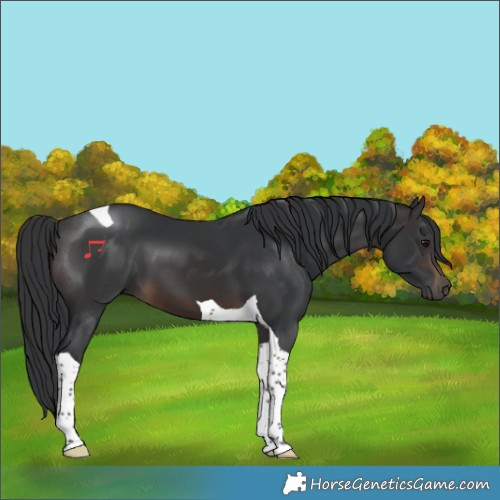 Horse Color:Brown Tobiano