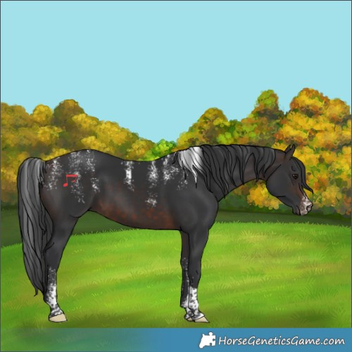 Horse Color:Powder White Brown Tobiano