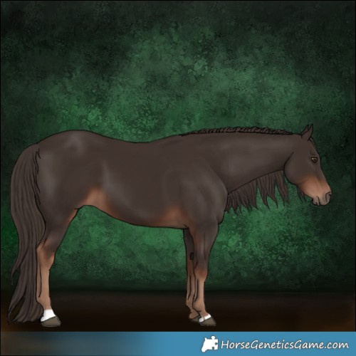 Horse Color:Liver Chestnut 