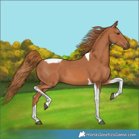 Horse Color:Chestnut Tobiano