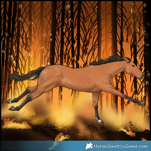 Horse Color:Bay 