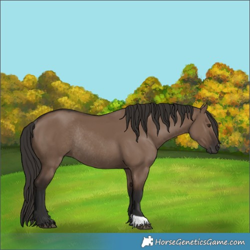 Horse Color:Liver Red Dun Rabicano