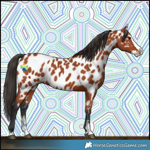 Horse Color:Bay Sabino Splash Near Leopard
