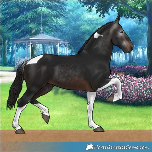 Horse Color:Gray Bay Tobiano 