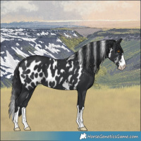 Horse Color:Black Skewed LP Spotted