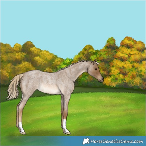 Horse Color:Chocolate Palomino Roan Rabicano 