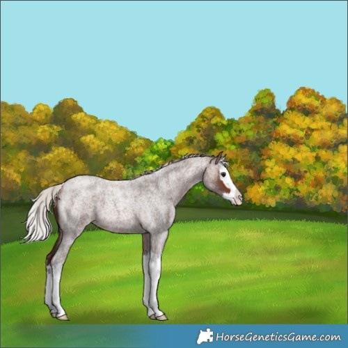 Horse Color:Silver Brown Roan Splash 