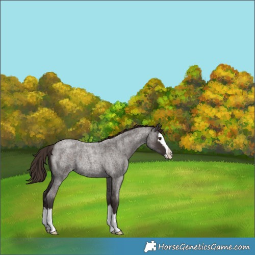 Horse Color:Liver Red Roan Splash Rabicano 