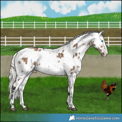 Horse Color:Brown Dun Harlequin Merle Near Leopard 
