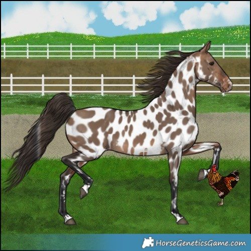 Horse Color:Brown Dun Near Leopard 