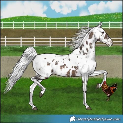 Horse Color:Brown Dun Harlequin Merle Near Leopard 