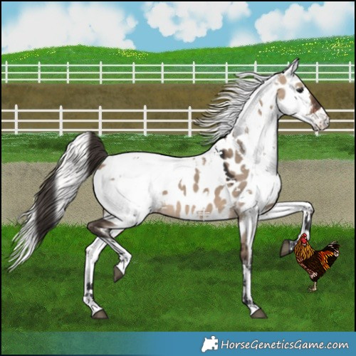 Horse Color:Brown Dun Harlequin Merle Near Leopard 