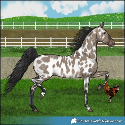 Horse Color:Brown Dun Near Leopard 