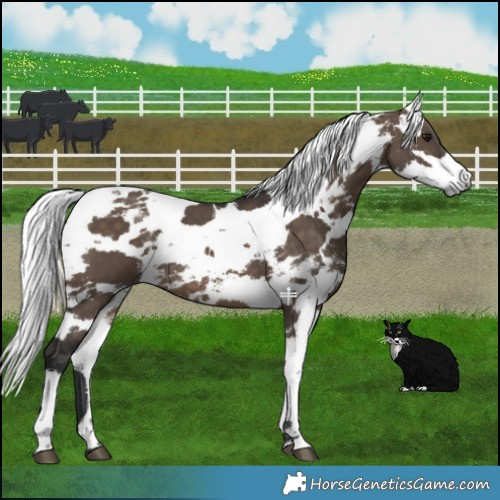 Horse Color:Brown Dun Harlequin Merle