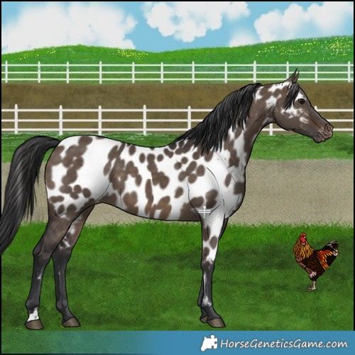 Horse Color:Brown Dun Near Leopard