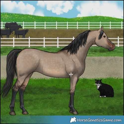 Horse Color:Brown Dun