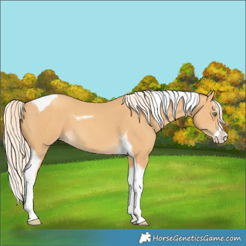 Horse Color:Gold Cream Champagne Splash Tobiano