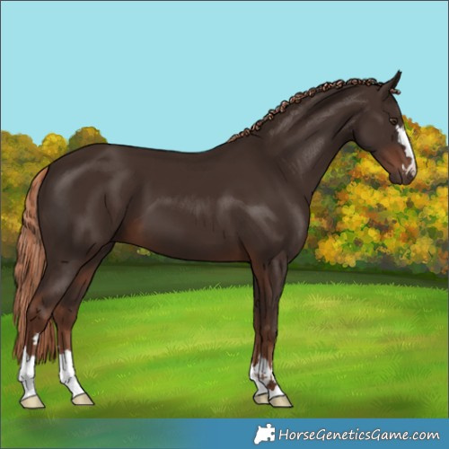 Horse Color:Liver Chestnut